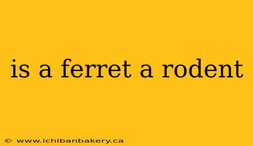 is a ferret a rodent
