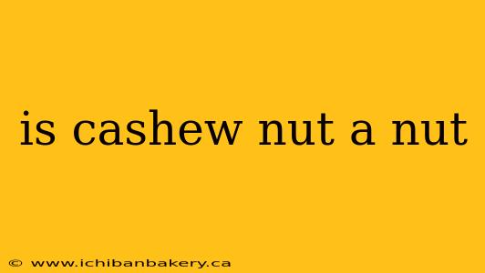is cashew nut a nut