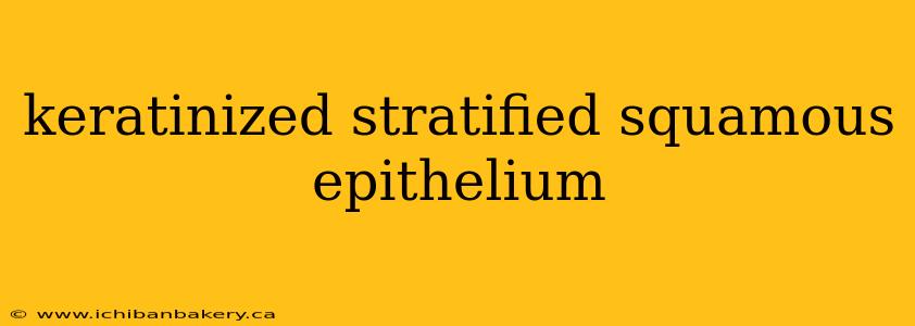 keratinized stratified squamous epithelium