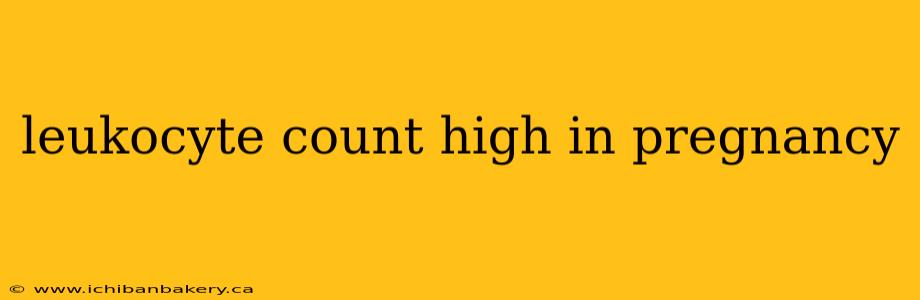 leukocyte count high in pregnancy