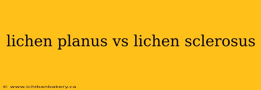 lichen planus vs lichen sclerosus