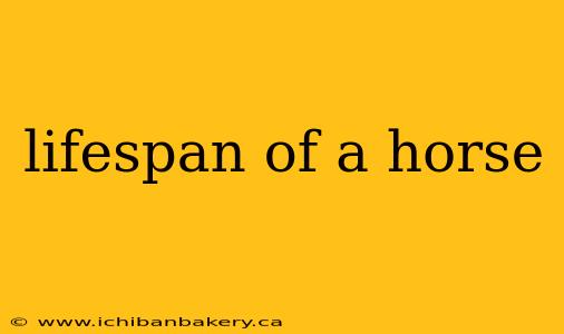 lifespan of a horse