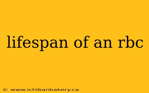 lifespan of an rbc