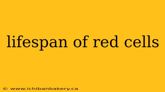 lifespan of red cells