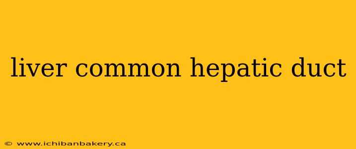 liver common hepatic duct
