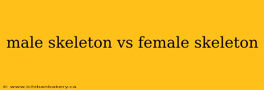 male skeleton vs female skeleton
