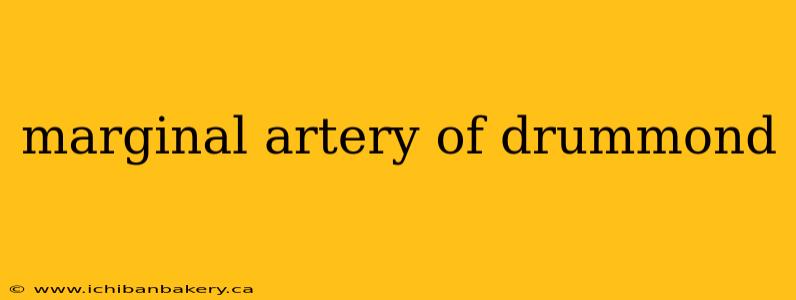 marginal artery of drummond