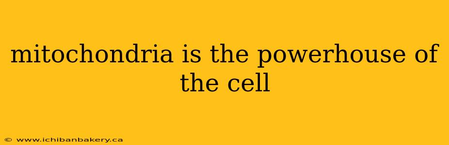 mitochondria is the powerhouse of the cell