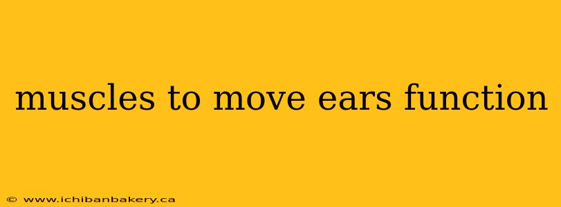 muscles to move ears function