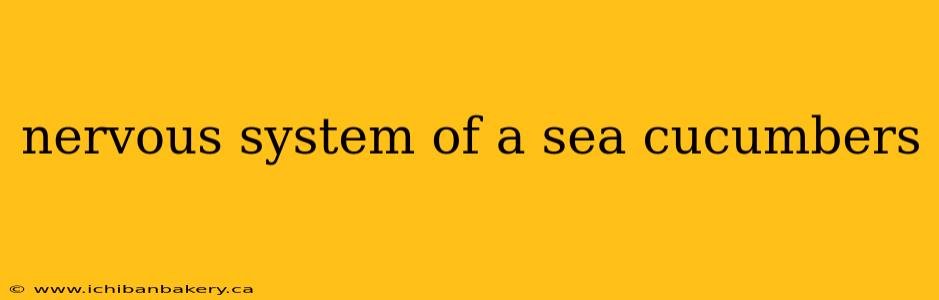nervous system of a sea cucumbers