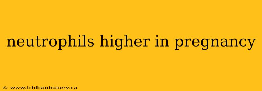 neutrophils higher in pregnancy