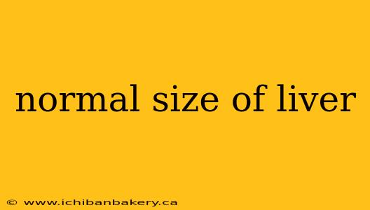 normal size of liver