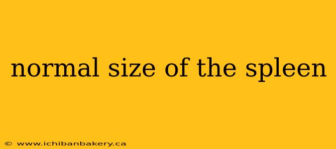 normal size of the spleen