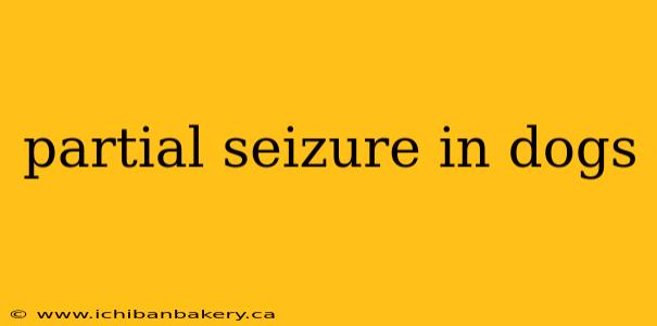 partial seizure in dogs
