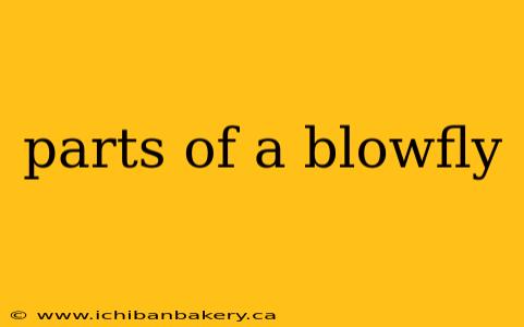 parts of a blowfly