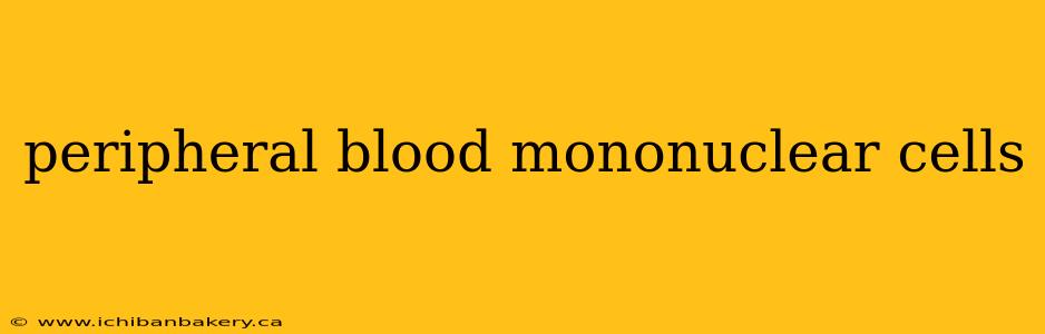 peripheral blood mononuclear cells