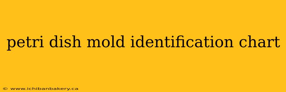 petri dish mold identification chart