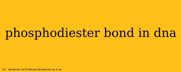 phosphodiester bond in dna