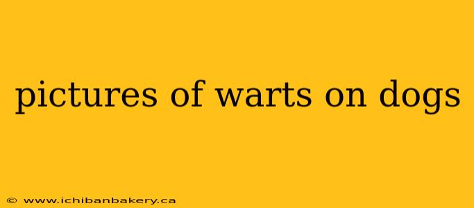 pictures of warts on dogs
