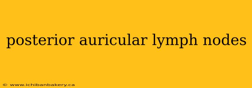 posterior auricular lymph nodes