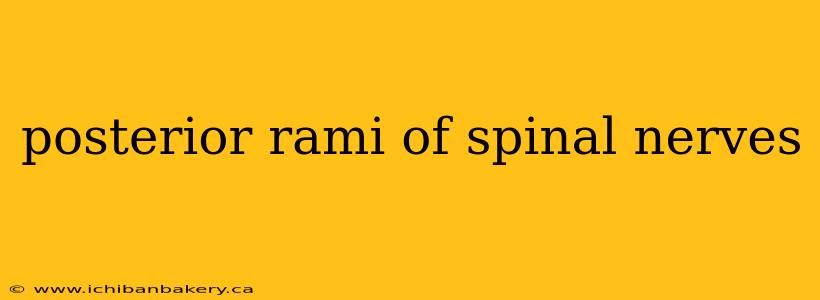 posterior rami of spinal nerves