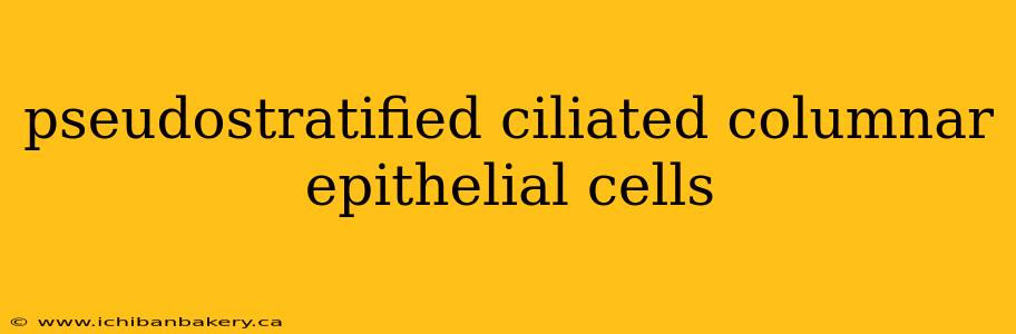 pseudostratified ciliated columnar epithelial cells