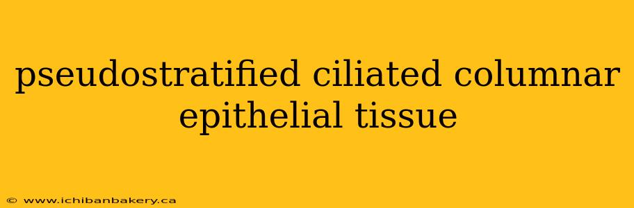 pseudostratified ciliated columnar epithelial tissue