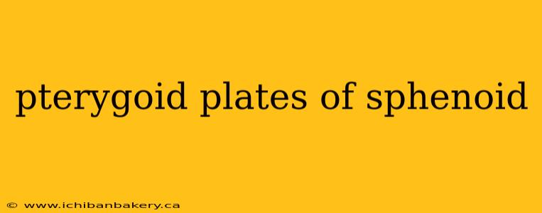 pterygoid plates of sphenoid