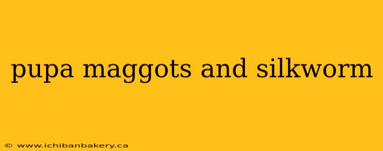 pupa maggots and silkworm