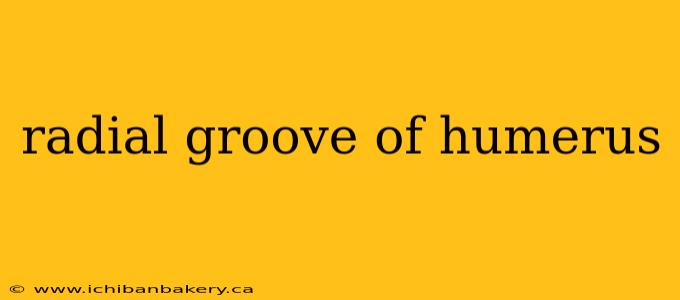 radial groove of humerus