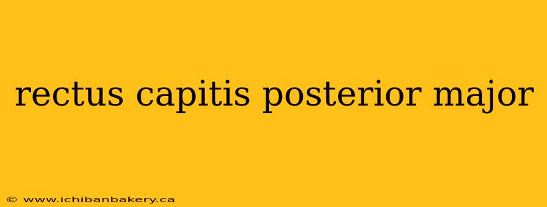rectus capitis posterior major