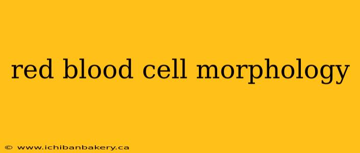 red blood cell morphology