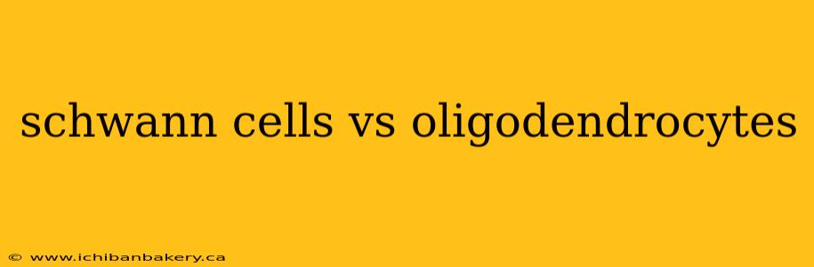 schwann cells vs oligodendrocytes
