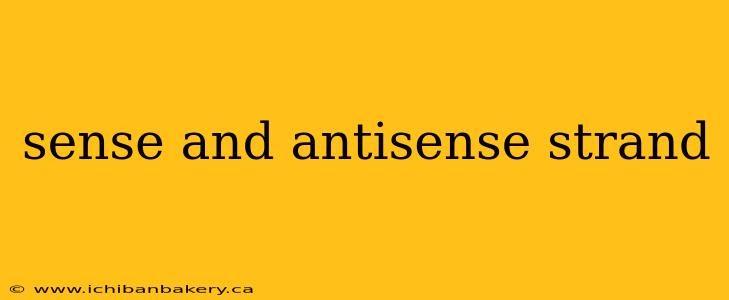 sense and antisense strand