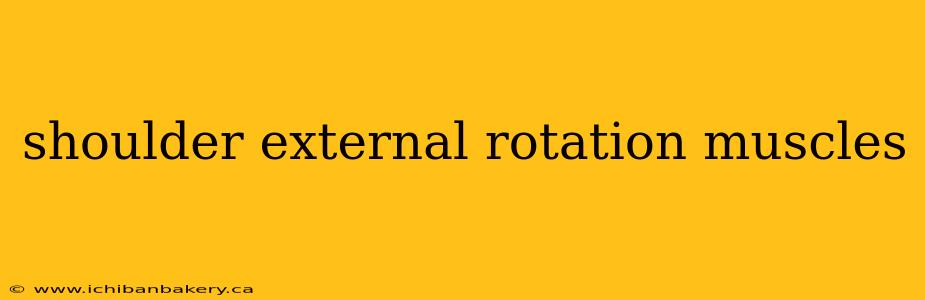 shoulder external rotation muscles
