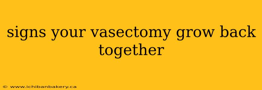 signs your vasectomy grow back together