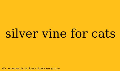 silver vine for cats