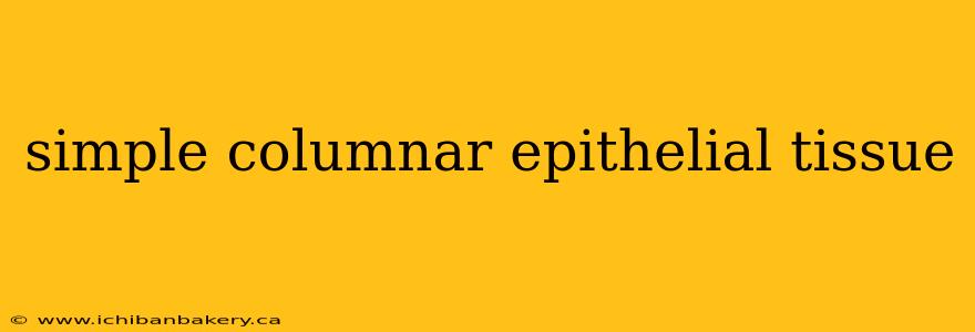 simple columnar epithelial tissue