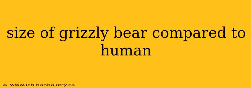 size of grizzly bear compared to human