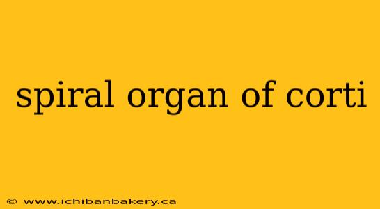 spiral organ of corti