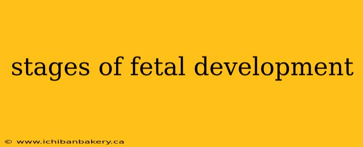 stages of fetal development