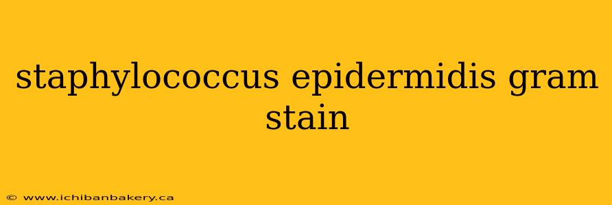 staphylococcus epidermidis gram stain