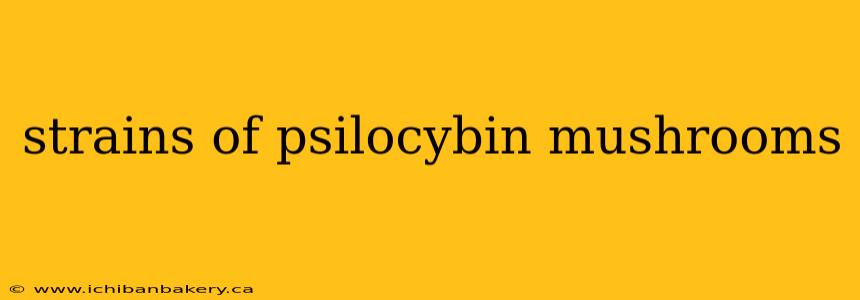 strains of psilocybin mushrooms
