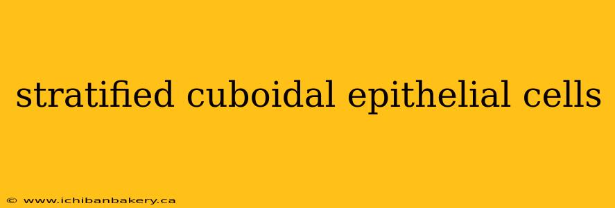 stratified cuboidal epithelial cells