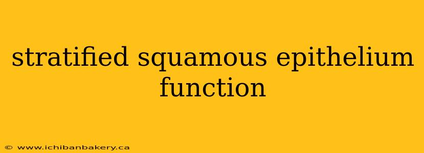 stratified squamous epithelium function
