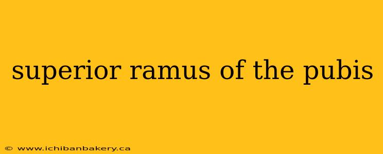 superior ramus of the pubis