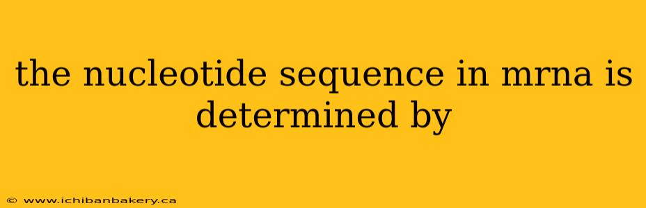 the nucleotide sequence in mrna is determined by