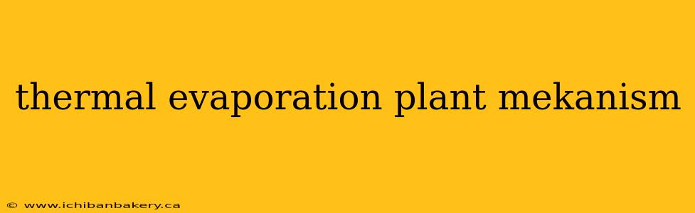 thermal evaporation plant mekanism