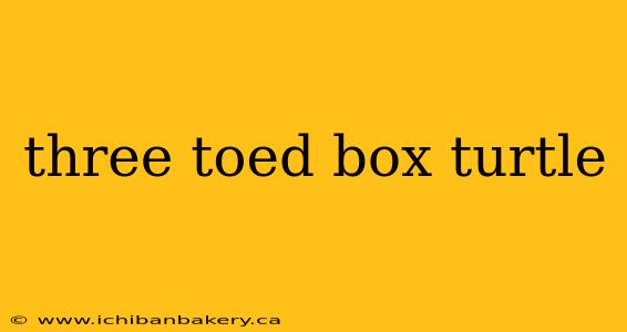 three toed box turtle