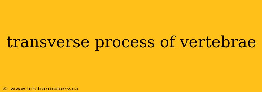 transverse process of vertebrae